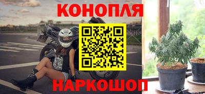 стафф Кингисепп