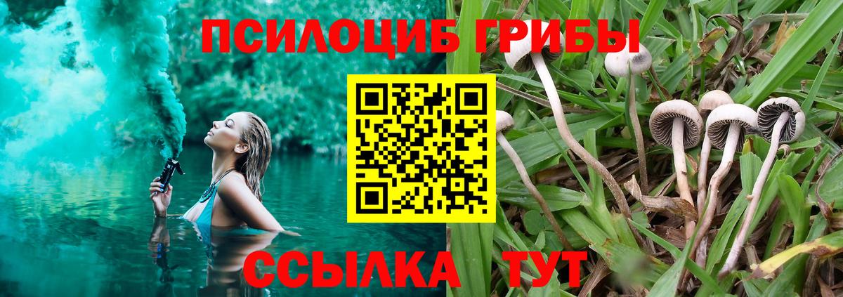 Галлюциногенные грибы Psilocybe Кстово